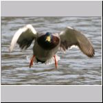 Anas platyrhynchos - Stockente 10.jpg